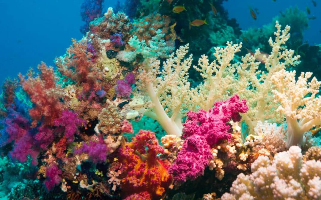 Coral reefs, magnificent underwater world full of vivacity.