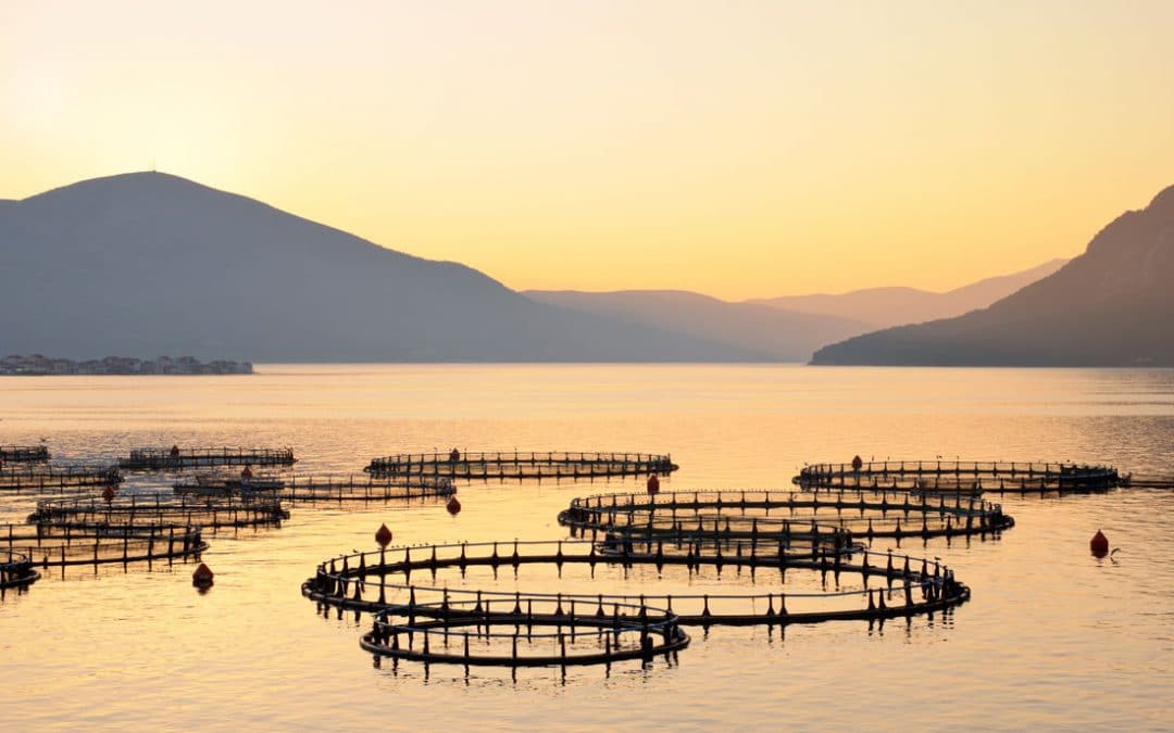Fish farming and sustainability.