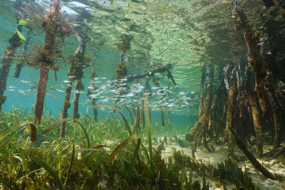 Mangroves and Seagrass Beds, are they filters, shelters…? They’re both!