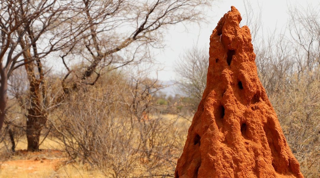 How Termite Mounds Inspired A Self-Cooling Building